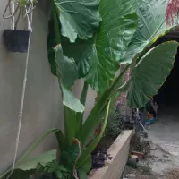 گل وگیاه