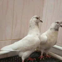 کبوتر کله برنجی