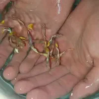 گوپی کوپی کپی گپی بلک گلدن و ...