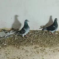 اردن|پرنده|زاهدان, |دیوار