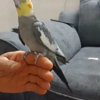 عروس هلندی سخنگو