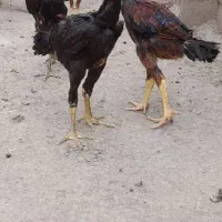 فروش جوجه اوشامو