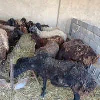 میش