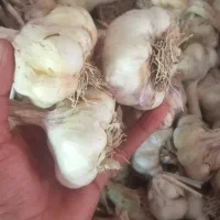 سیر خشک همدان