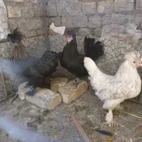 مرغ کاکلی و خروس