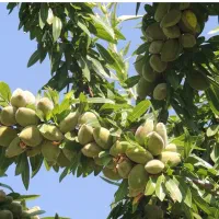 فروش نهال بادام یاماقا آذر اسکندر آراز آمریکایی