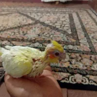 جوجه عروس هلندی