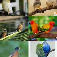 پرنده‌سرای دایی