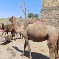فروش 3نفر شتر