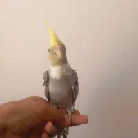 جوجه عروس هلندی