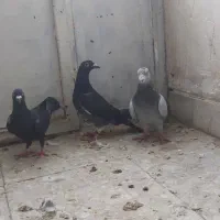 کفتر|پرنده|فسا, |دیوار