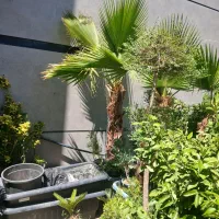 درخت زینتی|گل و گیاه طبیعی|تهران, گلستان (شهرک راه آهن)|دیوار