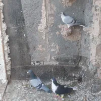 باسلام ۴عددکبوتر سالم وسرحال
