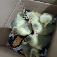 7 تا جوجه قو غاز دورگ محلی پدر و مادر دار 2روزه