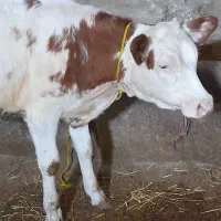 گوساله ماده اصل سیمینتال شیری درجه1 دامازدخ گاو