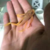 پوزه بوته ای رد ماربل بلوآیز آلبینو مشکی