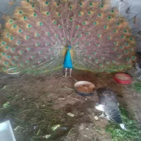 طاووس نر بالای ۴سال یک نر دوتا ماده