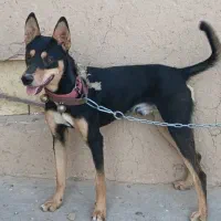 سگ گرگی گمشده