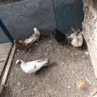 کبوتر طوقی