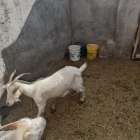 بز سانن زاییده