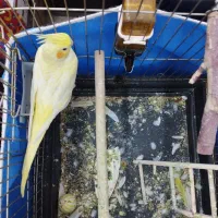 عروس هلندی