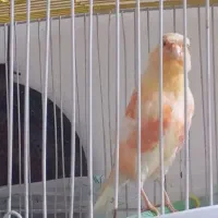 سلام سه دونه قناری فروش