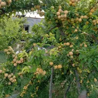 آلو قطره طلا آلو زرد درجه یک