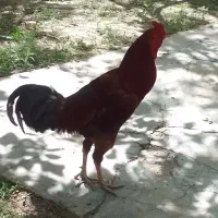 خروس لاری اصل و غاز