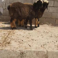 فروش بره نر