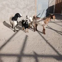 بزوچپش
