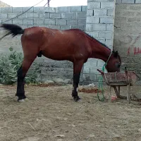 اسب نریون