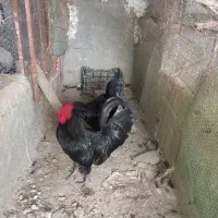 با سلام خروس مشکی