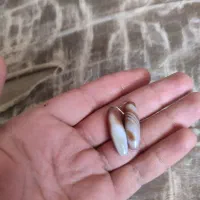 مهره سلیمانی