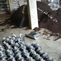 چای خشک بهاره سال 1405