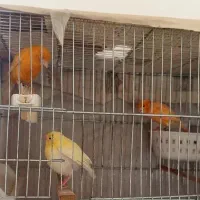 جفت قناری رد فکتور به همراه1جوجه معاوضه با گرینچیک