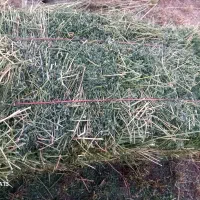 یونجه گوسفندی جفتی ۱ملیون