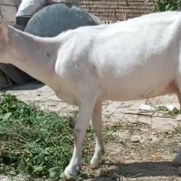 بز سانن