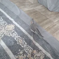 عروس هلندی