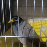 مرغ مینا