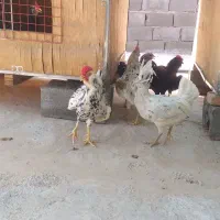 نیمچه خروس گلین