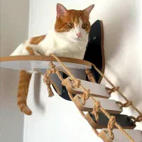 پل و لانه‌ی دیواری گربه