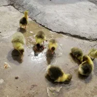 جوجه غاز ومرغ محلی جوان