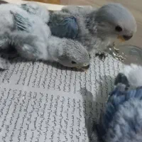 جوجه سرلاکی طوطی برزیلی، گرینچیک، ،