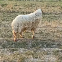 فحل قوچ بره