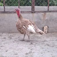بوقلمون نر وماده وخروس گلین