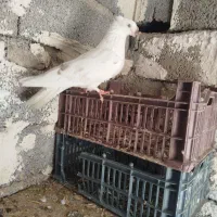 نرو ماده چشم نوک سفید