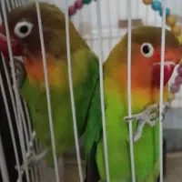 یک جفت کوتوله برزیلی صورت هلویی بشرط 1500