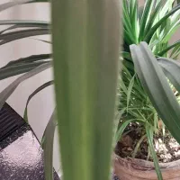 گل اپارتمان  پاندانوس