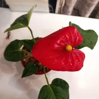 گل انتریوم
