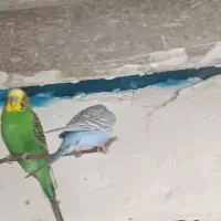 مرغ عشق نر